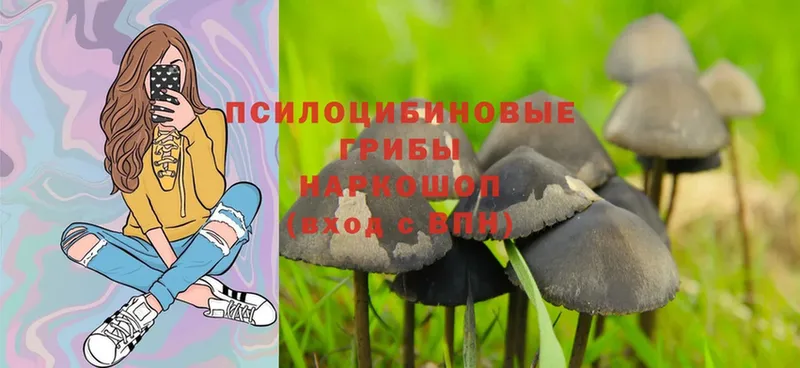 Псилоцибиновые грибы Psilocybe  Воркута 